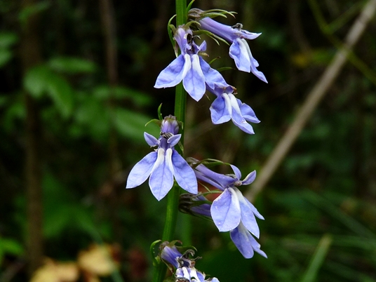 {Lobelia amoena}